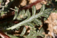 Ipomopsis polycladon