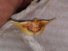 Pyrinioides sinuosus