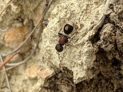 Sigilla dorsata