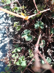 Pelargonium reniforme reniforme