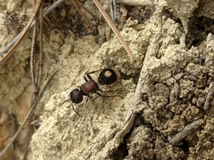 Sigilla dorsata