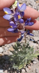 Lupinus havardii