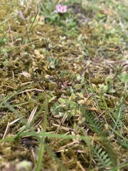 Cerastium semidecandrum