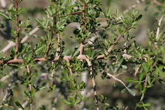 Searsia longispina