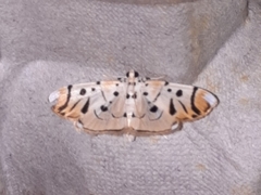 Pycnarmon radiata