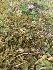 Cerastium semidecandrum