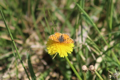 Phyciodes mylitta