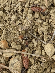 Bidecoloratilla iberica