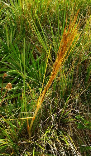 Mount Cook Speargrass (Aciphylla anomala)