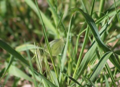 Pieris rapae