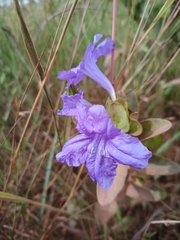 Ruellia nitens