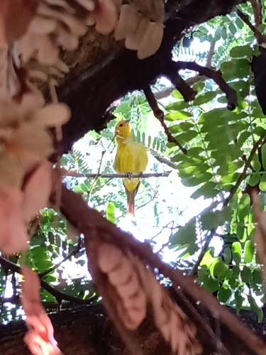 Saffron Finch
