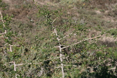 Searsia longispina