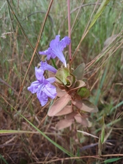 Ruellia nitens