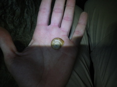 Pseudotachea splendida