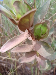 Ruellia nitens