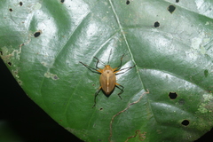 Ellipticus spinifer