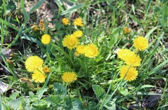 Taraxacum officinale
