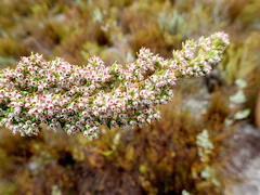 Erica hispidula hispidula