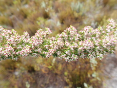 Erica hispidula hispidula