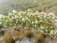 Erica hispidula hispidula