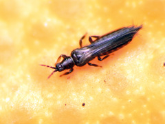 Pezothrips kellyanus