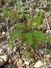 Daucus muricatus