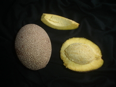 Couepia bracteosa