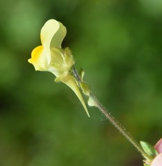 Linaria bipunctata
