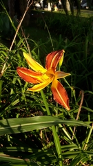 Liliopsida