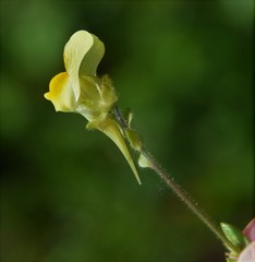 Linaria bipunctata