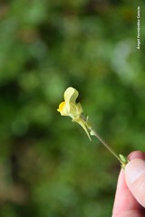 Linaria bipunctata