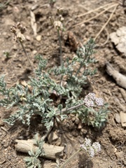 Lomatium nevadense parishii
