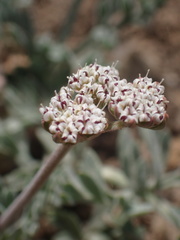 Lomatium nevadense parishii
