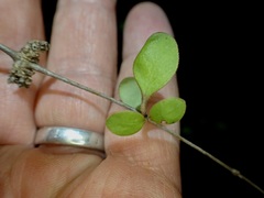 Coprosma crassifolia