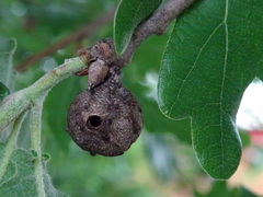 Andricus infectorius