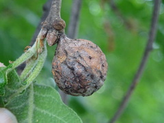 Andricus infectorius