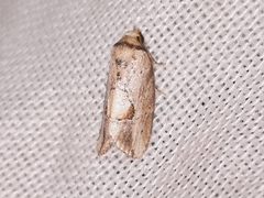 Strotihypera macroplaga
