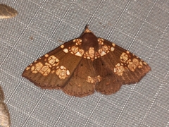 Saroba pustulifera