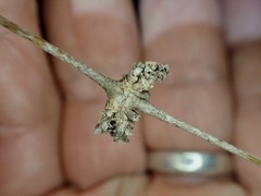 Coprosma crassifolia