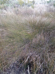 Juncus roemerianus