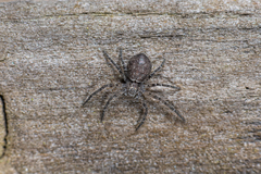 Philodromus emarginatus