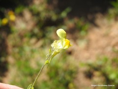 Linaria bipunctata