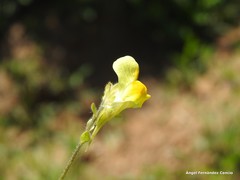 Linaria bipunctata