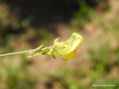 Linaria bipunctata