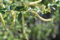 Salix triandra