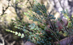 Stylapterus fruticulosus