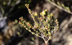 Stylapterus fruticulosus