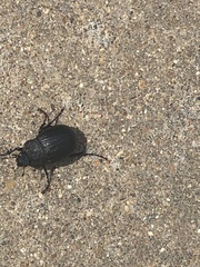 Phyllophaga cribrosa