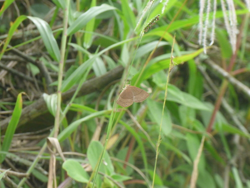 Euselasia extensa